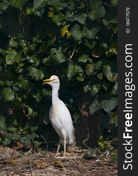 Image of a cattle egret bubulcus ibis