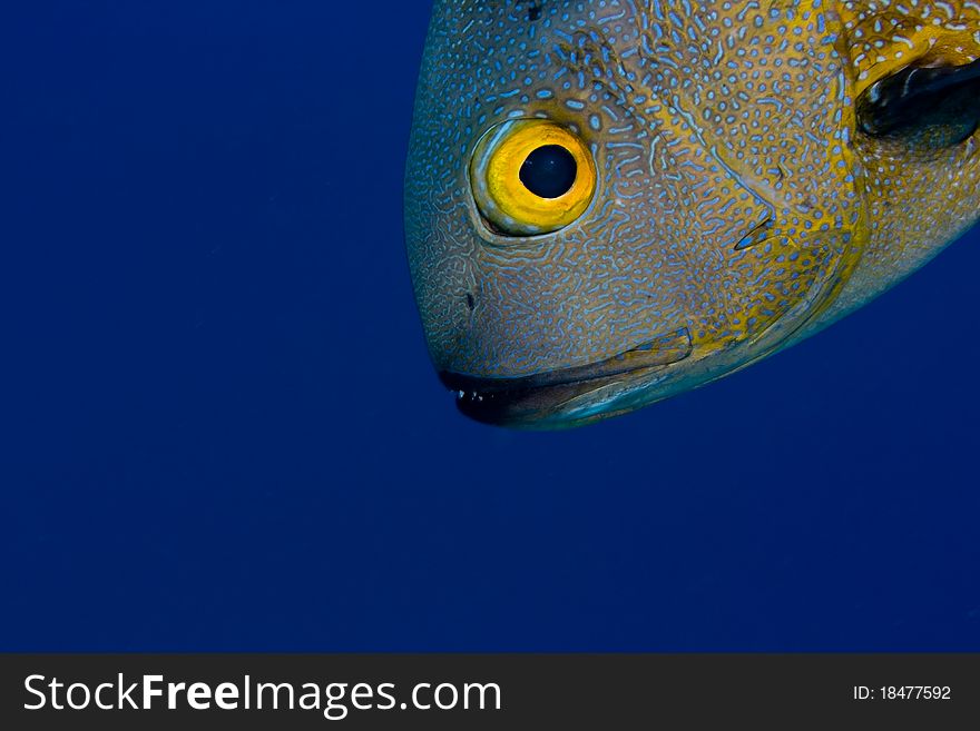 Midnight snapper (Macolor macularis) face, with a blue background, showing one eye and sharp teeth. Taken in the Wakatobi, Indonesia. Midnight snapper (Macolor macularis) face, with a blue background, showing one eye and sharp teeth. Taken in the Wakatobi, Indonesia