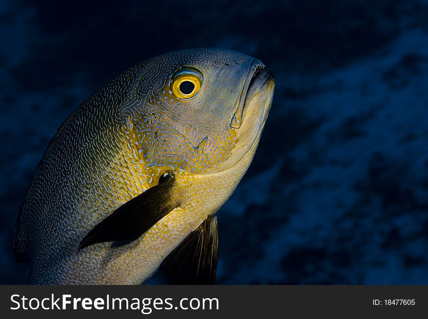 Midnight snapper swimming over a coral reef
