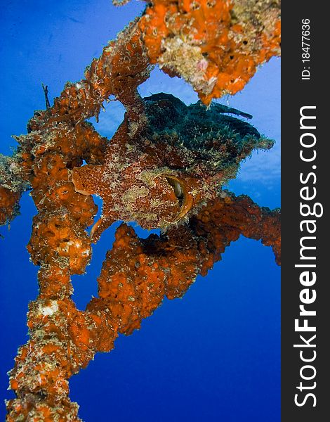 Orange variation giant frogfish on artificial reef