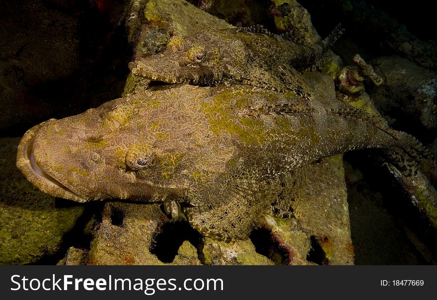 Pair Of Beaufort S Crocodilefish
