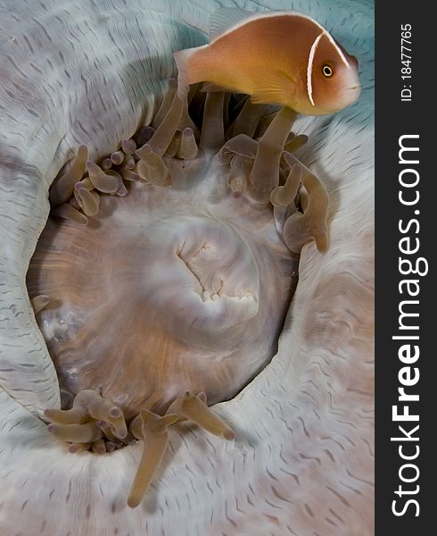 Pink anemonefish (Amphiprion perideraion) on a closed anemone. Taken in the Wakatobi, Indonesia. Pink anemonefish (Amphiprion perideraion) on a closed anemone. Taken in the Wakatobi, Indonesia.