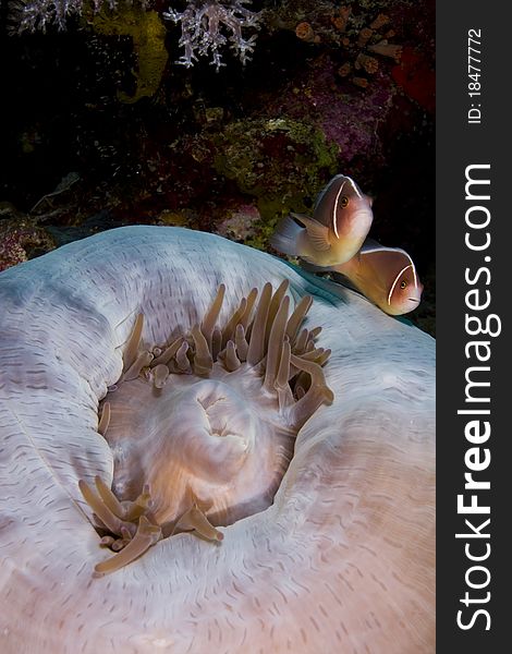 Pair of pink anemonefish (Amphiprion perideraion) swimming over a closed anemone. Taken in the Wakatobi, Indonesia. Pair of pink anemonefish (Amphiprion perideraion) swimming over a closed anemone. Taken in the Wakatobi, Indonesia.