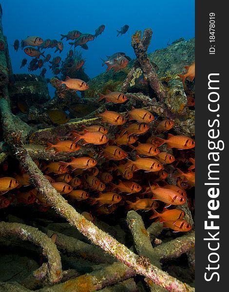 Shoal of soldierfish (Holocentridae) on an artificial reef. Taken in Mabul, Borneo, Malaysia. Shoal of soldierfish (Holocentridae) on an artificial reef. Taken in Mabul, Borneo, Malaysia.