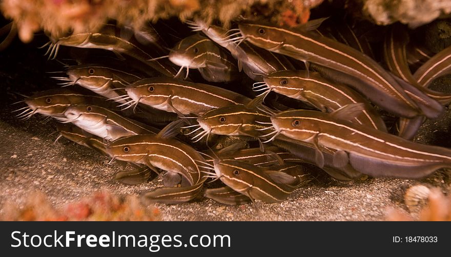 Shoal of striped catfish (Plotosus lineatus) hiding in a crevice in the reef. Taken in Bali, Indonesia.