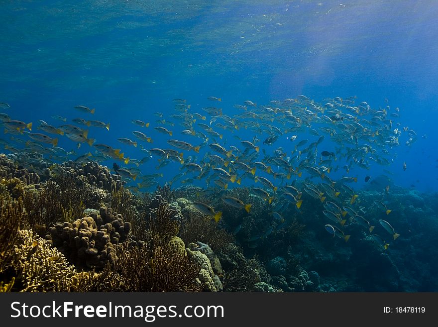 Shoal of snapper (Lutjanidae) swimming into the morning sunlight. Taken in the Wakatobi, Indonesia. Shoal of snapper (Lutjanidae) swimming into the morning sunlight. Taken in the Wakatobi, Indonesia.