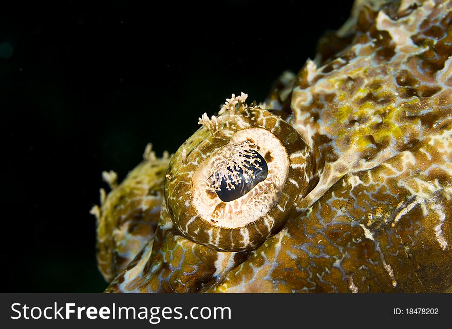 Eye of a Tentacled flathead (Papilloculiceps longiceps), also known as a crocodile fish, on a dark background. Taken in the Wakatobi, Indonesia. Eye of a Tentacled flathead (Papilloculiceps longiceps), also known as a crocodile fish, on a dark background. Taken in the Wakatobi, Indonesia