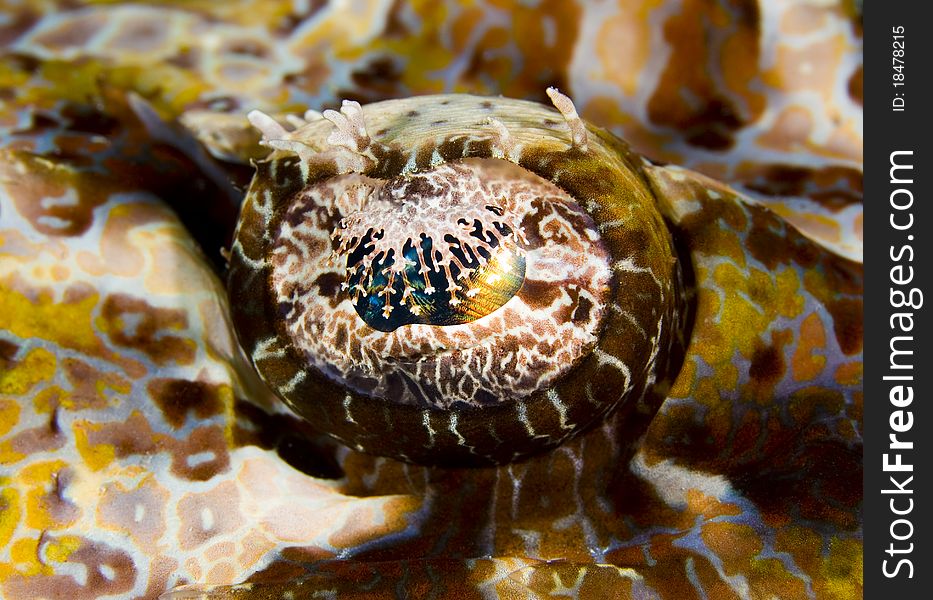 Macro of the eye of a Tentacled flathead (Papilloculiceps longiceps), also known as a crocodile fish. Taken in the Wakatobi, Indonesia. Macro of the eye of a Tentacled flathead (Papilloculiceps longiceps), also known as a crocodile fish. Taken in the Wakatobi, Indonesia.