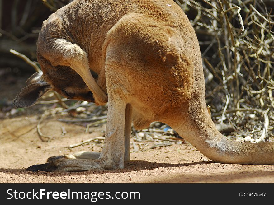 An Australian kangaroo inspecting and cleaning its belly. An Australian kangaroo inspecting and cleaning its belly.