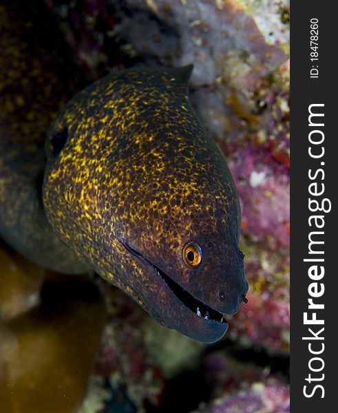 Yellow margin Moray Eel (Gymnothorax flavimarginatus) facing camera showing face detail. Taken in the Wakatobi, Indonesia. Yellow margin Moray Eel (Gymnothorax flavimarginatus) facing camera showing face detail. Taken in the Wakatobi, Indonesia.