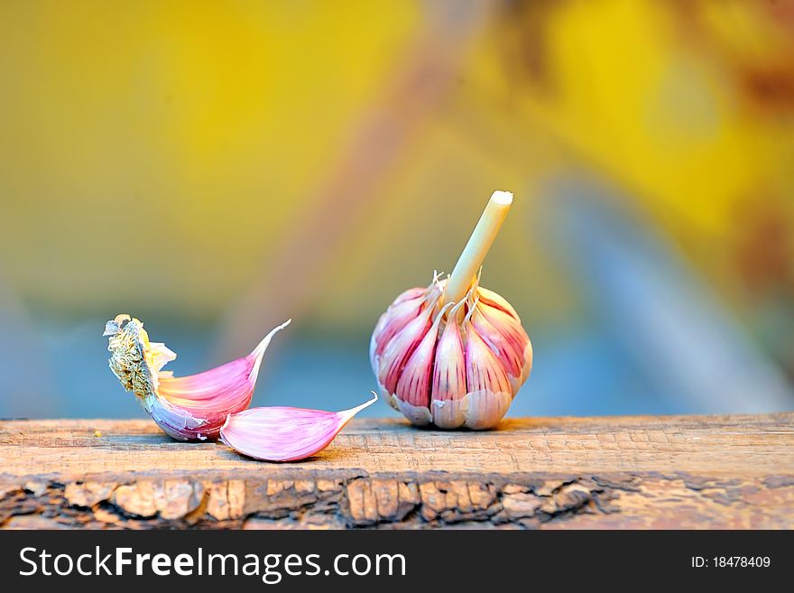 Garlics on old wood in autumn time