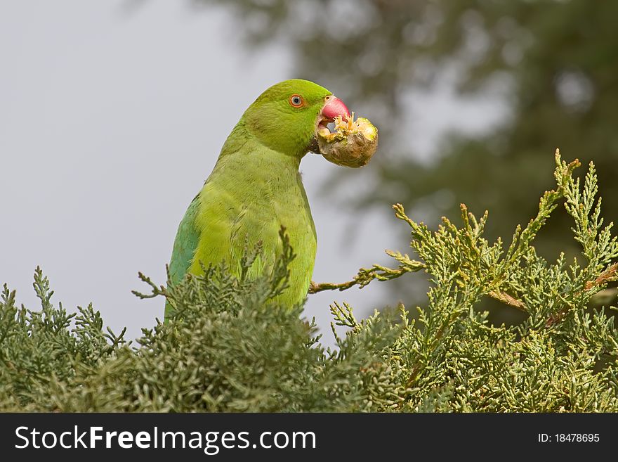 Green Parrot Eating a Cypress Cone