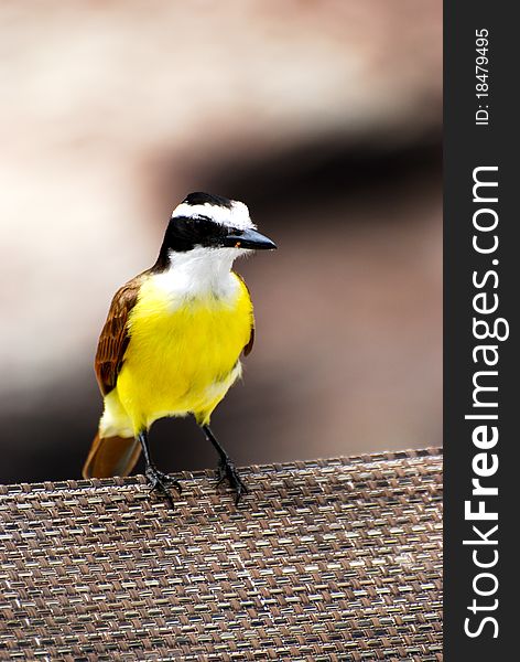 A yellow and brown Costa Rican bird known as a Great Kiskadee sitting on the edge of a chair. A yellow and brown Costa Rican bird known as a Great Kiskadee sitting on the edge of a chair.