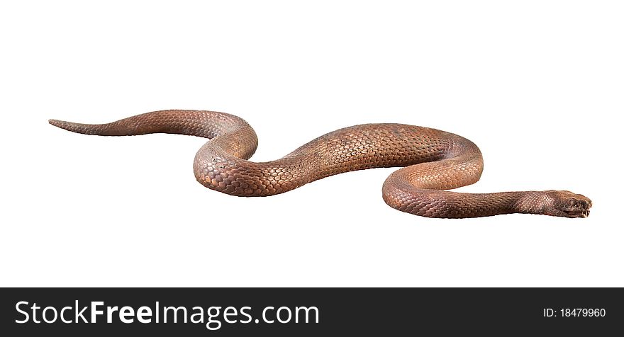 Brass snake isolated on white background. Brass snake isolated on white background