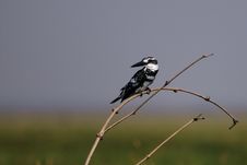 Pied Kingfisher Royalty Free Stock Image Pied Kingfisher Royalty Free Stock Image
