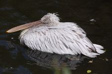 Dalmatian Pelican - Pelecanus Crispus Royalty Free Stock Image Dalmatian Pelican - Pelecanus Crispus Royalty Free Stock Image