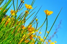Buttercup Flowers On A Field Royalty Free Stock Images Buttercup Flowers On A Field Royalty Free Stock Images