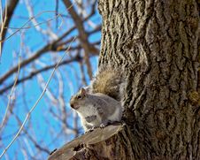 Grey Squirrel On A Tree Royalty Free Stock Photography