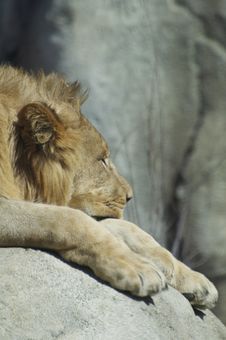 Sleeping Lion Royalty Free Stock Photo Sleeping Lion Royalty Free Stock Photo