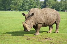 Free Rhino Royalty Free Stock Images - 18485579