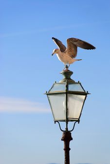 Seagull On The Light Royalty Free Stock Images