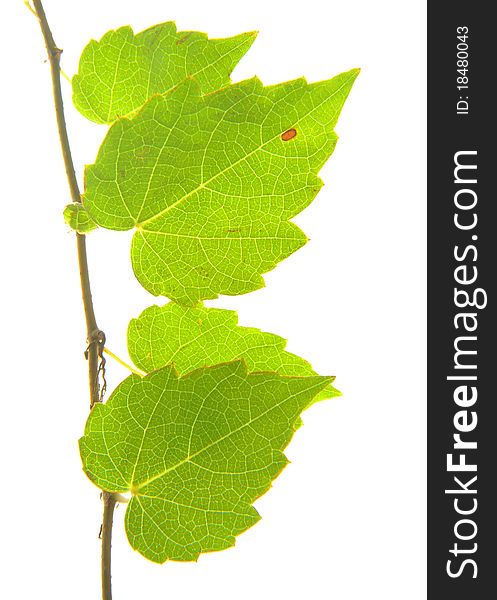 Close-up green of ivy leaves