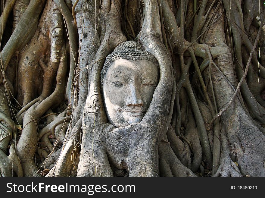 Face of buddha stutue in tree,Ayutthaya of Thailand. Face of buddha stutue in tree,Ayutthaya of Thailand.