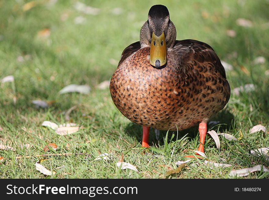 Duck brown and grass green