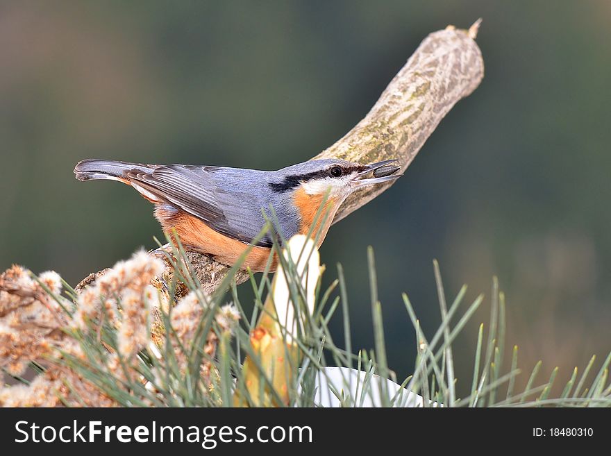 Nuthatch With Sunflower Seed