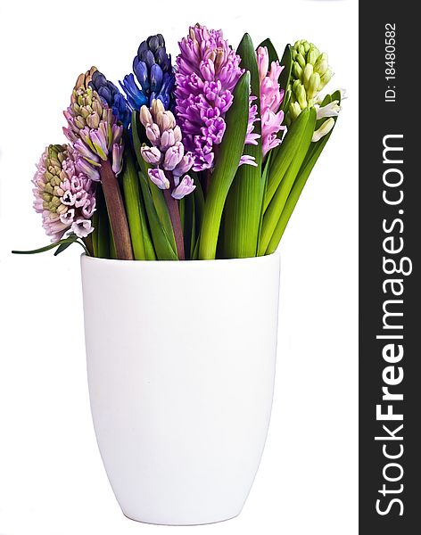 Many flowering hyacinths in a vase on a white background. Many flowering hyacinths in a vase on a white background