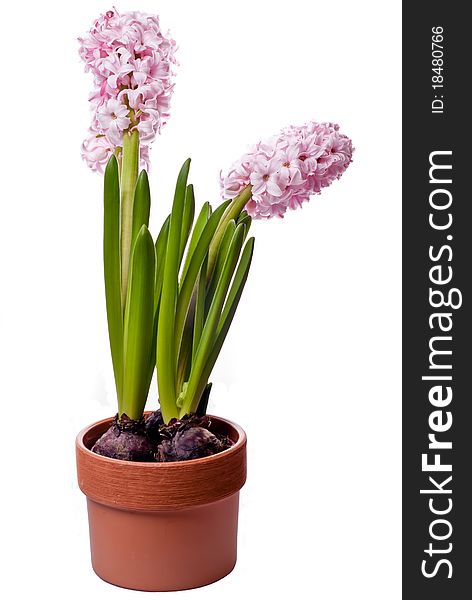 Isolated a hyacinth in a pot on a white background. Isolated a hyacinth in a pot on a white background