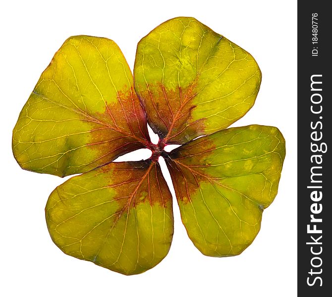 A four-leaf clover on white background optional. A four-leaf clover on white background optional