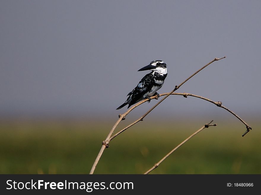 Pied kingfisher perched on a branch looking out for fish