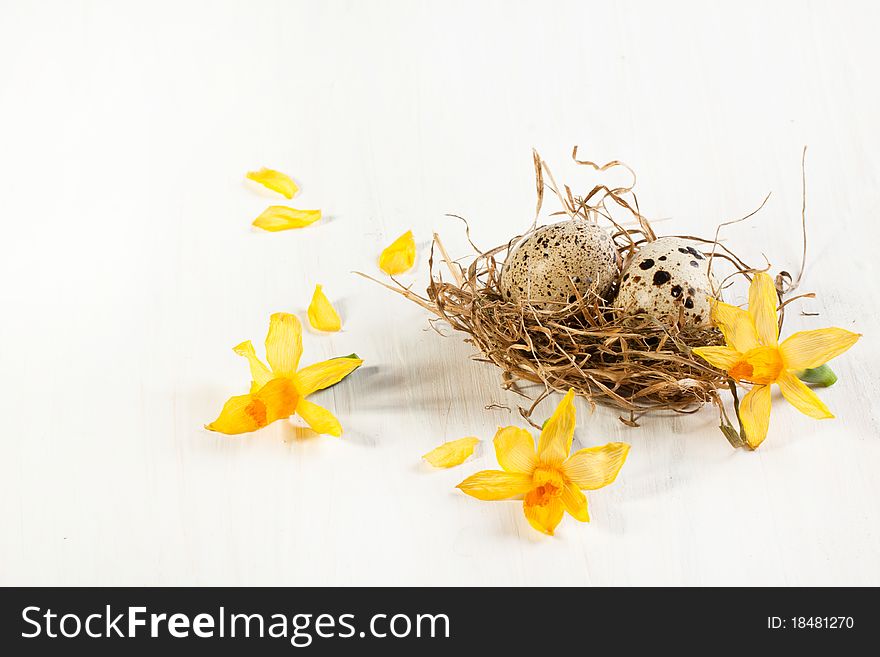 Quail's egg in nest with yellow flowers over white. Quail's egg in nest with yellow flowers over white