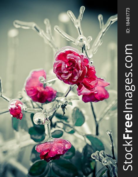 Iced Roses