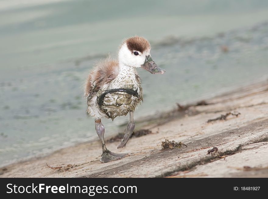 Comon shelduck chick looking for food (Tadorna tadorna). Comon shelduck chick looking for food (Tadorna tadorna)