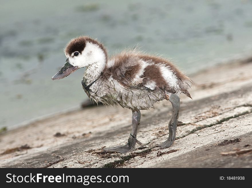 Comon shelduck chick looking for food (Tadorna tadorna). Comon shelduck chick looking for food (Tadorna tadorna)