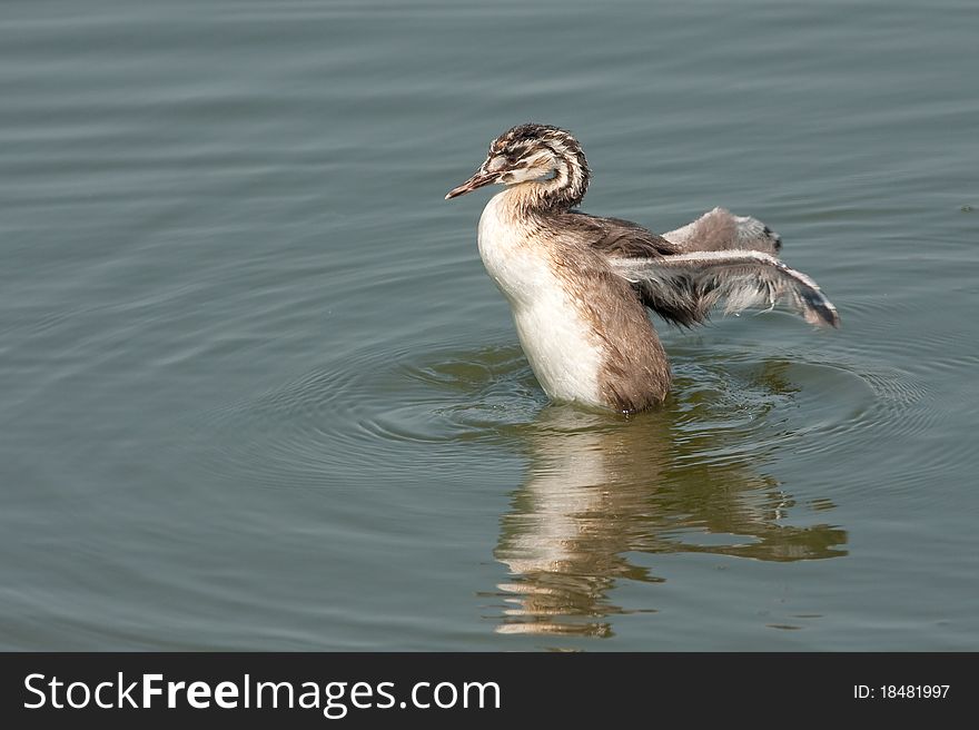 Great crested grebe chicks / Podiceps cristatus