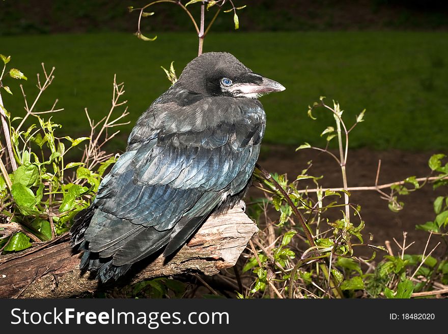 A chick of rook - close-up (Corvus frugilegus). A chick of rook - close-up (Corvus frugilegus)