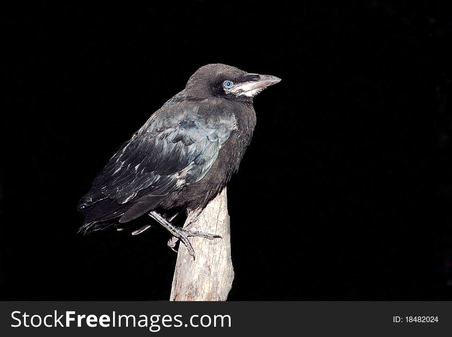 A chick of rook - close-up (Corvus frugilegus). A chick of rook - close-up (Corvus frugilegus)