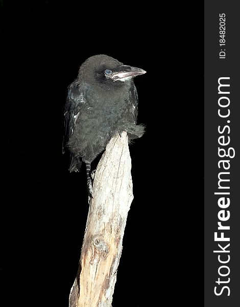 Rook (Corvus frugilegus)