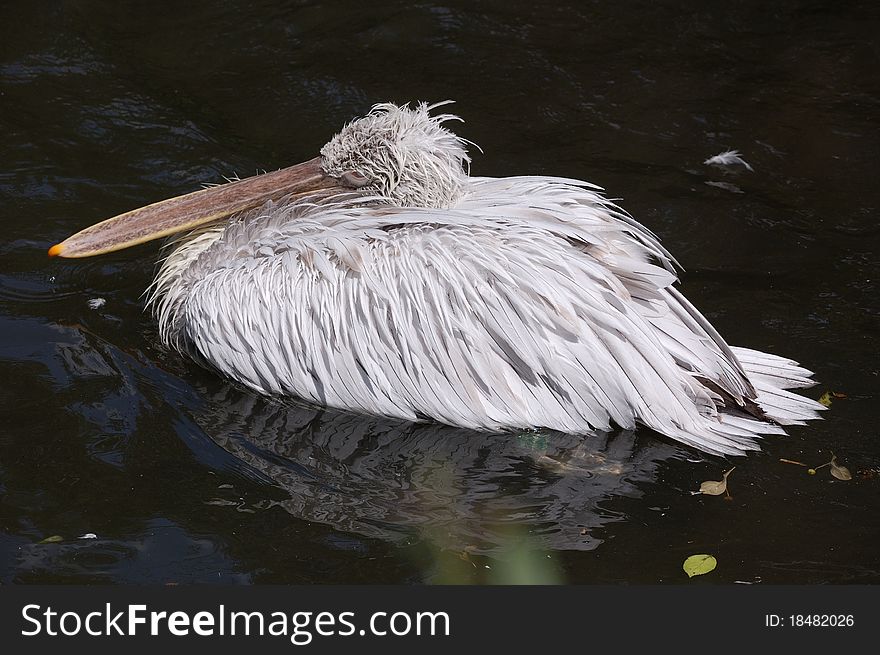 Dalmatian Pelican on the water - Pelecanus crispus. Dalmatian Pelican on the water - Pelecanus crispus