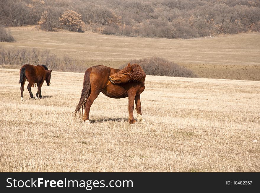 Horse grazing in a meadow in the winter