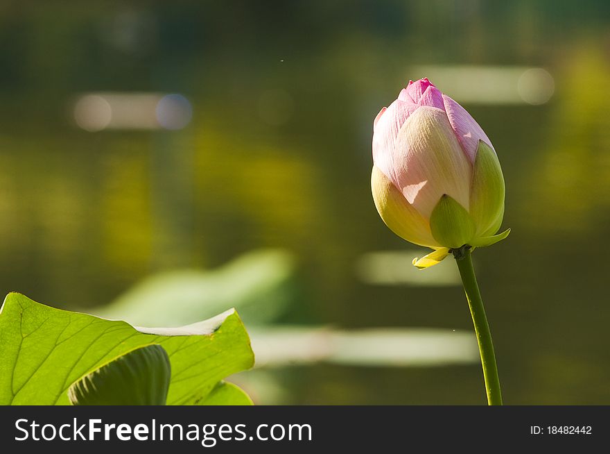 Purple Lotus flowering in summer