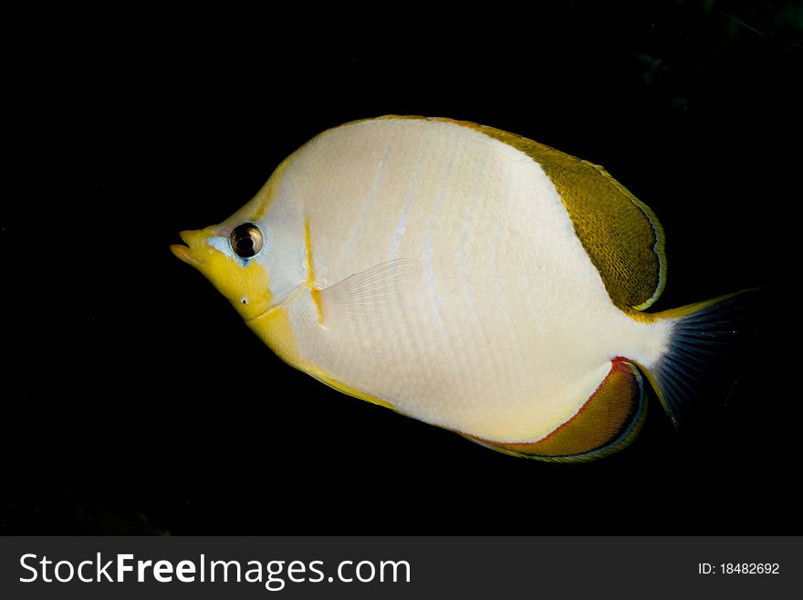 Yellowhead butterflyfish (Chaetodon xanthocephalus) in Aquarium