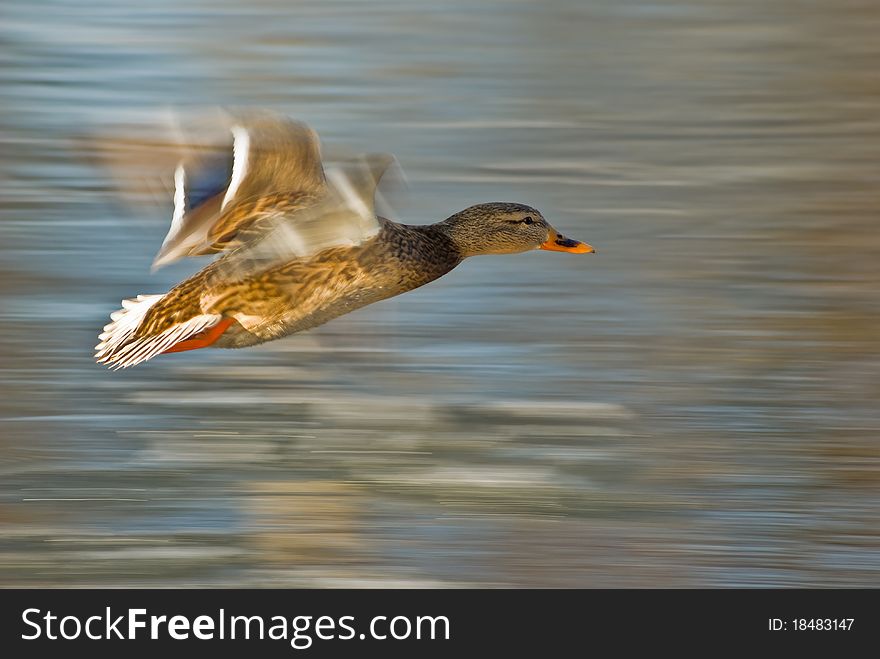 Duck flying over the water surface. Mallard female on blurred background. Panning method used. Duck flying over the water surface. Mallard female on blurred background. Panning method used.