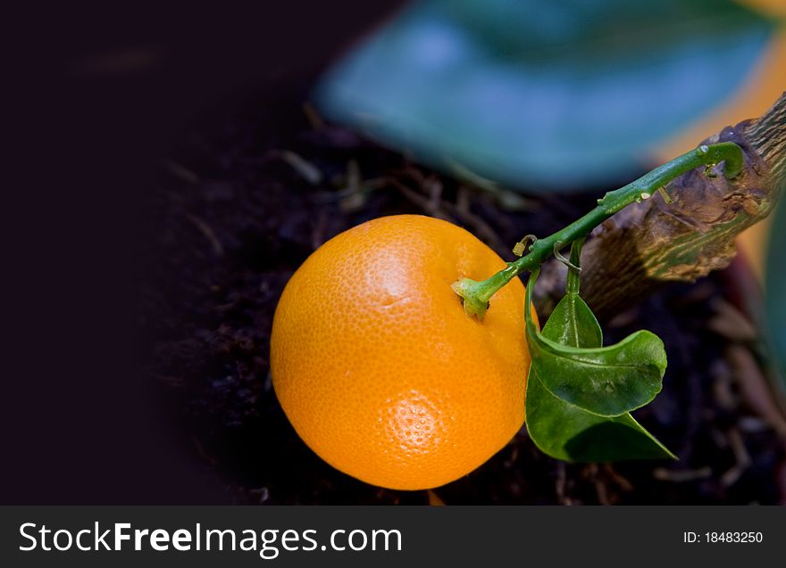 Ripe tangerine on a tree