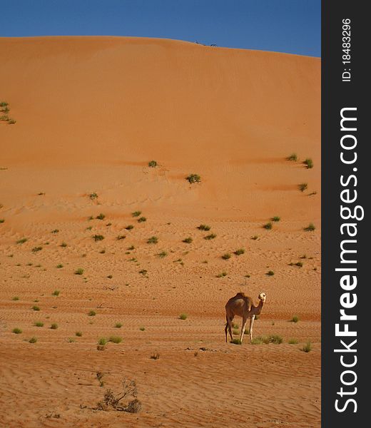 The dunes of the arabic desert