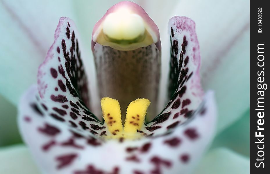 Macro picture of beautiful orchidae flower