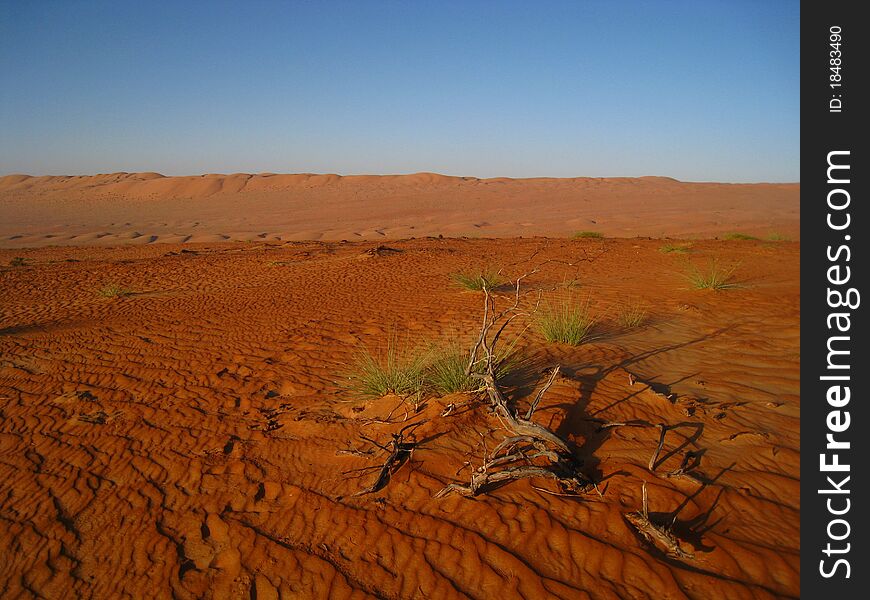 The dunes of the arabic desert